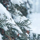 FRESH SPARKLING SNOW Compared to BBW