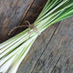 CITRONELLA