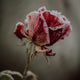 WINTER ROSE Compare to BBW