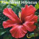 Rainforest Hibiscus