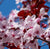 JAPANESE CHERRY BLOSSOM - COMPARED TO BBW