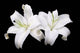 Casa Blanca Lily