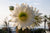 Baja Cactus Blossom -Compared to BBW